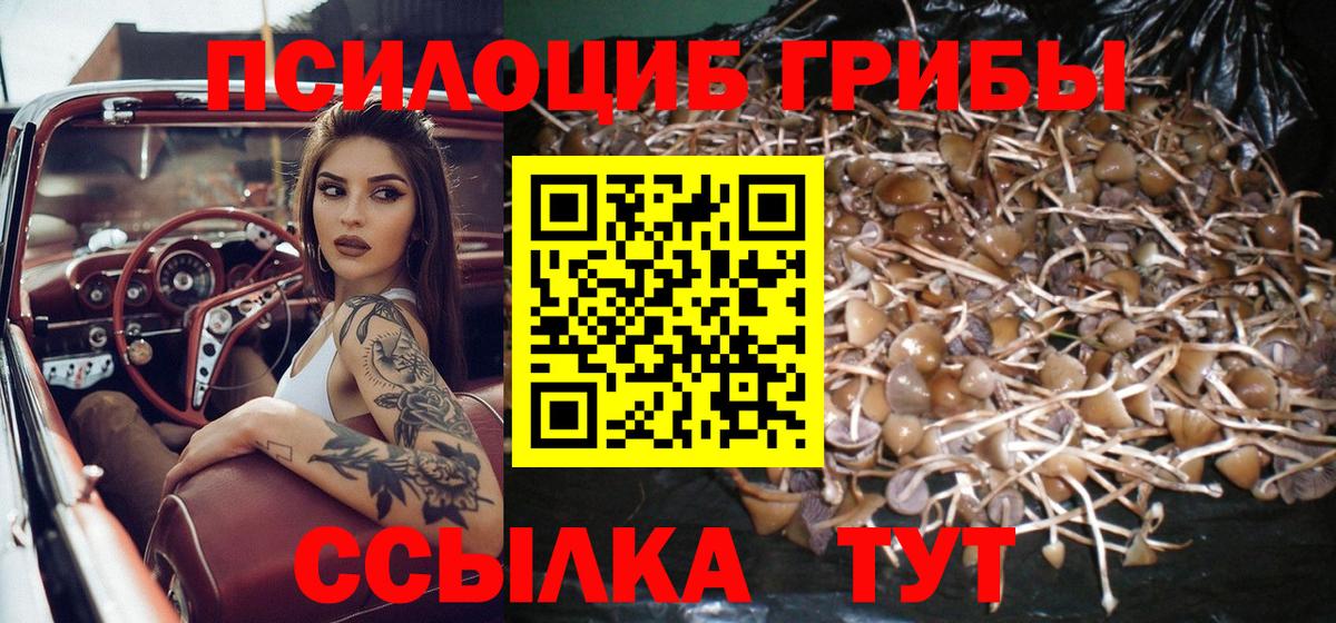 Галлюциногенные грибы Psilocybine cubensis Тутаев